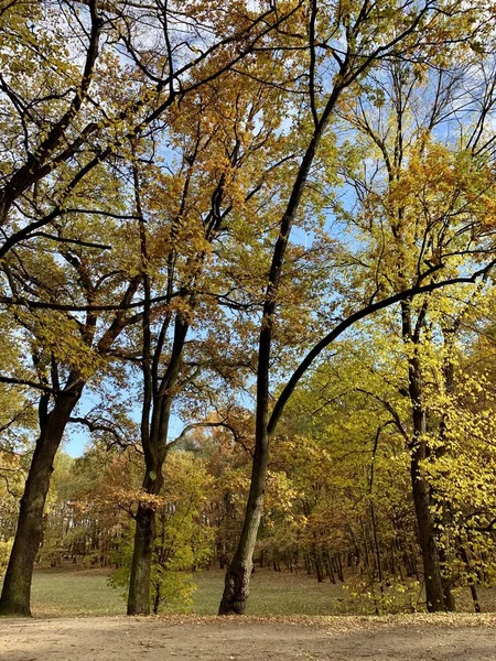 Bellissimo Fulmine Sugli Alberi Autunno — Foto Stock