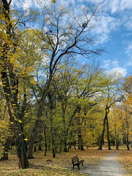 Hermoso Rayo Los Árboles Tiempo Otoño —  Fotos de Stock