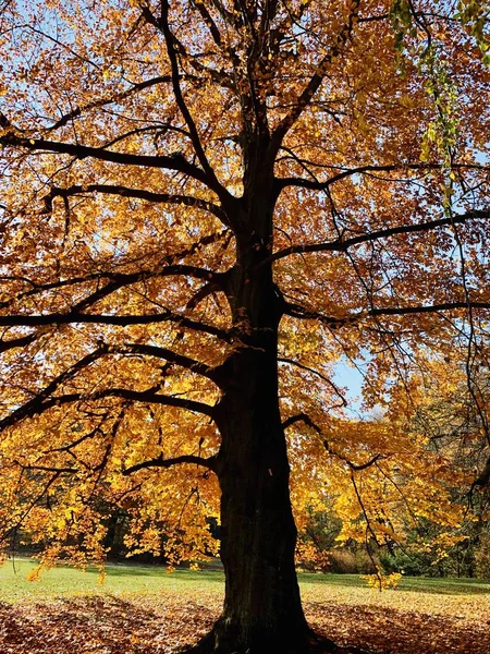 Krásný Blesk Stromech Pádu Čas — Stock fotografie