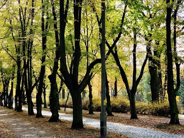 Belle Foudre Dans Les Arbres Automne — Photo