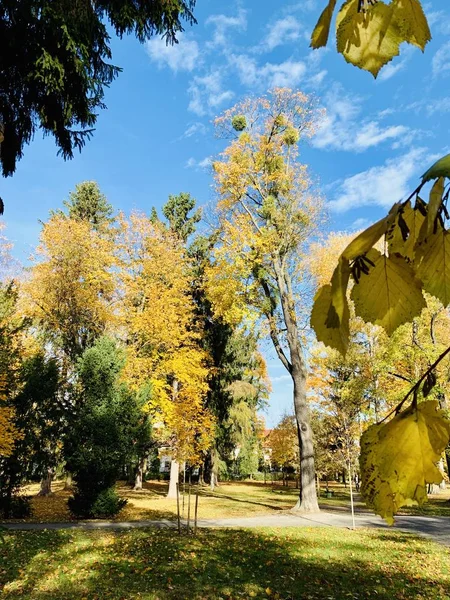 Bellissimo Fulmine Sugli Alberi Autunno — Foto Stock