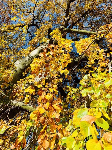 Bellissimo Fulmine Sugli Alberi Autunno — Foto Stock