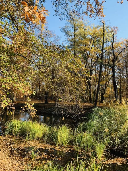 Hermoso Rayo Los Árboles Tiempo Otoño —  Fotos de Stock