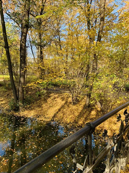 Hermoso Rayo Los Árboles Tiempo Otoño —  Fotos de Stock