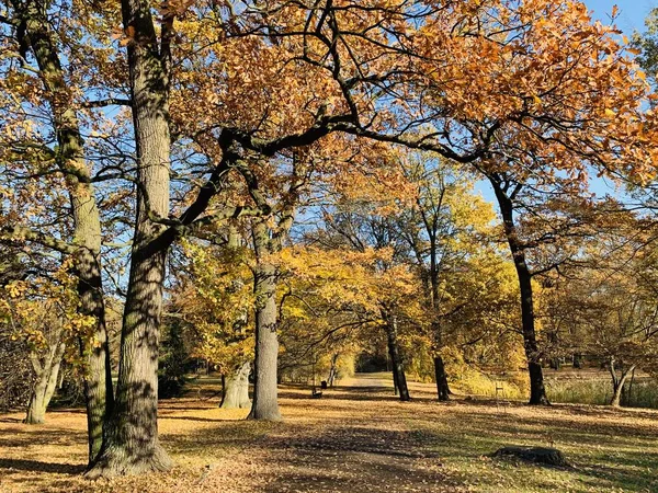 Hermoso Rayo Los Árboles Tiempo Otoño —  Fotos de Stock