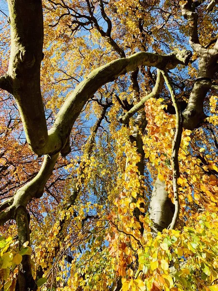 Schöne Blitze Bäumen Der Herbstzeit — Stockfoto