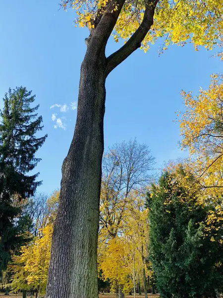 Piękny Błyskawica Drzew Spadek Czasu — Zdjęcie stockowe