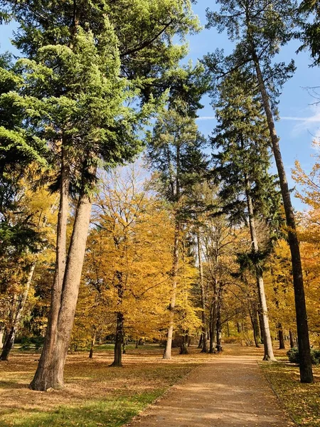 Hermoso Rayo Los Árboles Tiempo Otoño —  Fotos de Stock