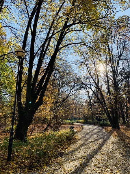 Hermoso Rayo Los Árboles Tiempo Otoño —  Fotos de Stock