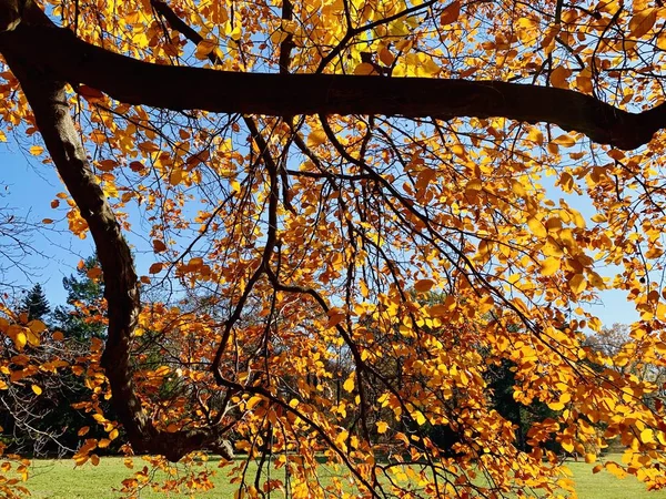 Schöne Blitze Bäumen Der Herbstzeit — Stockfoto