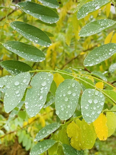 Hermoso Rayo Los Árboles Tiempo Otoño — Foto de Stock