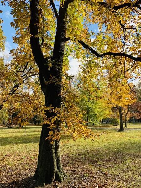 Bellissimo Fulmine Sugli Alberi Autunno — Foto Stock