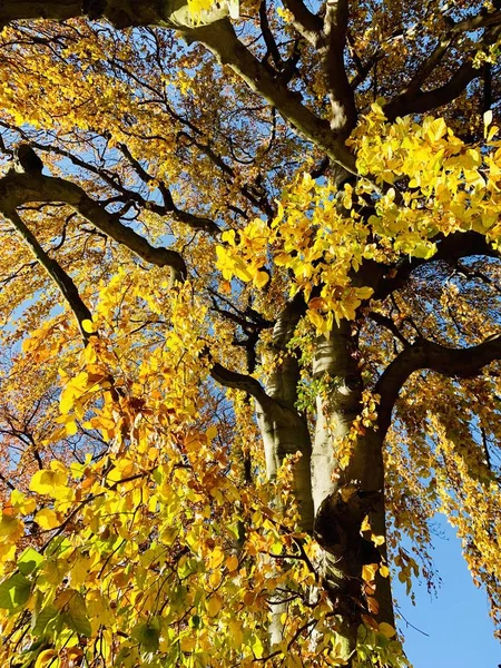 Bellissimo Fulmine Sugli Alberi Autunno — Foto Stock