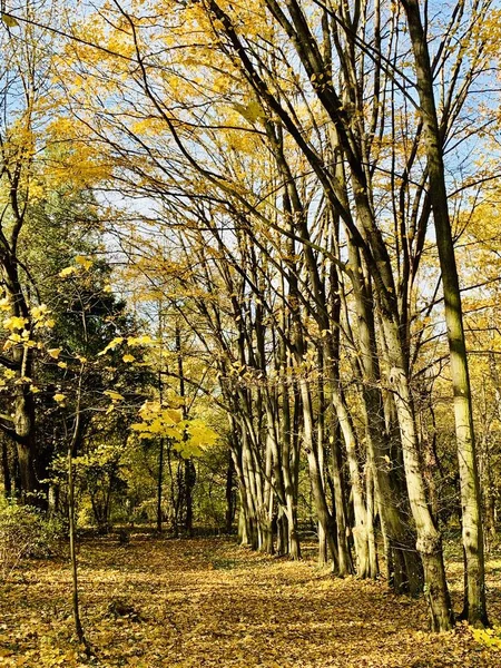 Beautiful Lightning Trees Fall Time — Stock Photo, Image