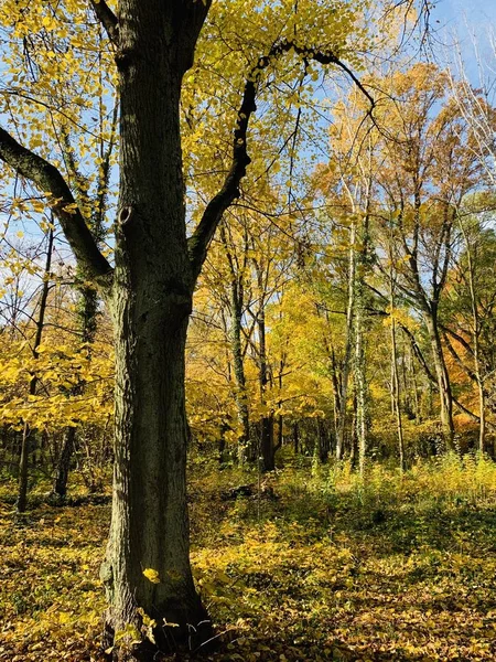 Bellissimo Fulmine Sugli Alberi Autunno — Foto Stock