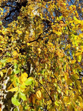 Ağaçlarda güzel yıldırım düşme zamanı