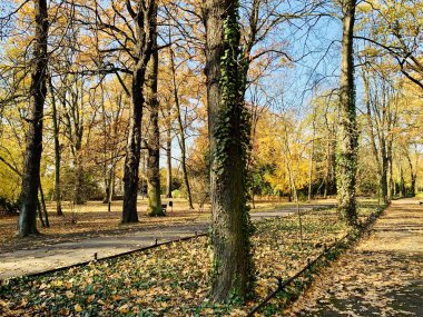 Ağaçlarda güzel yıldırım düşme zamanı