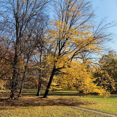 Ağaçlarda güzel yıldırım düşme zamanı