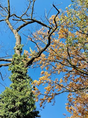 Ağaçlarda güzel yıldırım düşme zamanı
