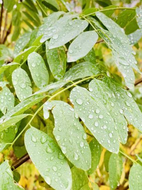 Ağaçlarda güzel yıldırım düşme zamanı