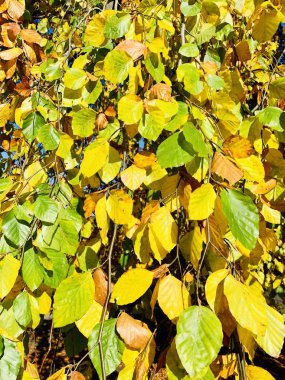 Ağaçlarda güzel yıldırım düşme zamanı