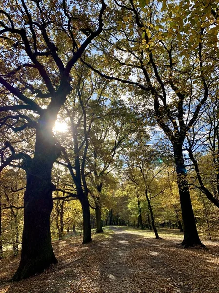 Belle Foudre Dans Les Arbres Automne — Photo