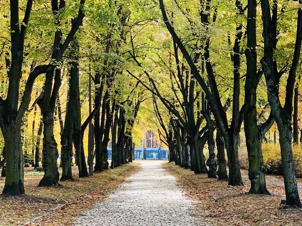 Belle Foudre Dans Les Arbres Automne — Photo