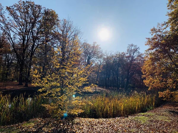 Hermoso Rayo Los Árboles Tiempo Otoño —  Fotos de Stock