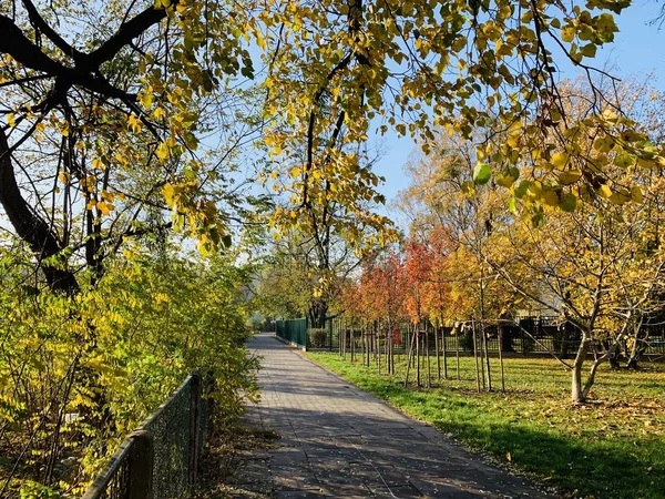 Hermoso Rayo Los Árboles Tiempo Otoño — Foto de Stock