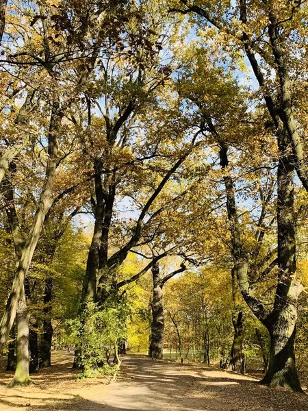 美しい稲妻の木々 の立ち下がり時間 — ストック写真