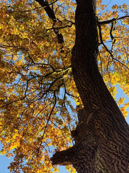 Hermoso Rayo Los Árboles Tiempo Otoño —  Fotos de Stock