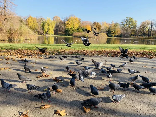 Hermoso Rayo Los Árboles Tiempo Otoño — Foto de Stock