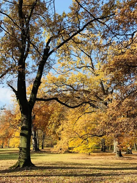 Hermoso Rayo Los Árboles Tiempo Otoño —  Fotos de Stock