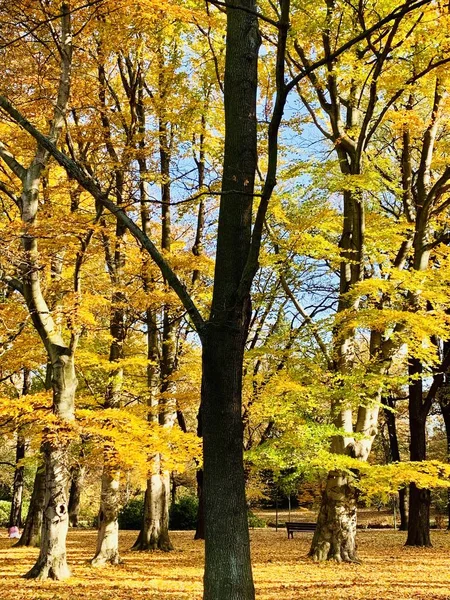 Mooie Bliksem Bomen Vallen Tijd — Stockfoto