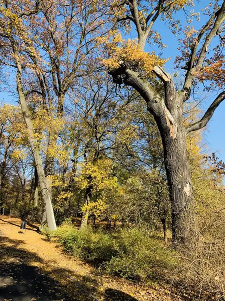 Bellissimo Fulmine Sugli Alberi Autunno — Foto Stock