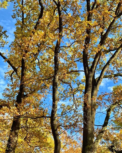 Hermoso Rayo Los Árboles Tiempo Otoño —  Fotos de Stock