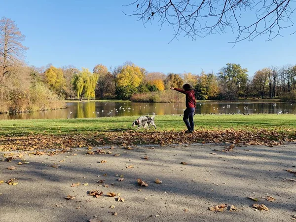 Belle Foudre Dans Les Arbres Automne — Photo