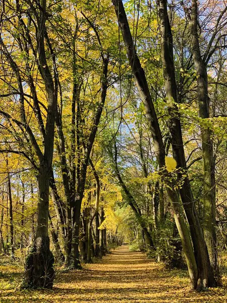 Belle Foudre Dans Les Arbres Automne — Photo