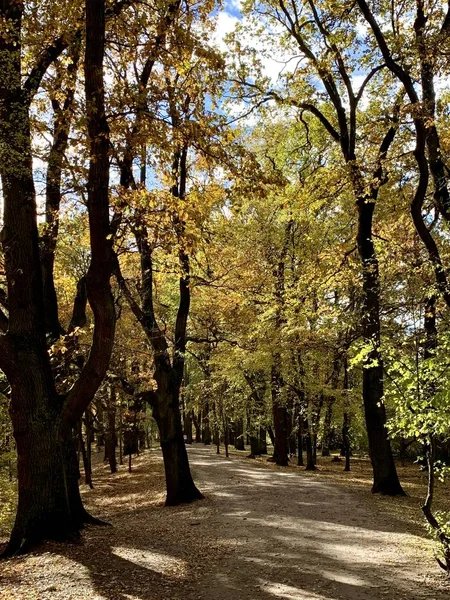 Bellissimo Fulmine Sugli Alberi Autunno — Foto Stock