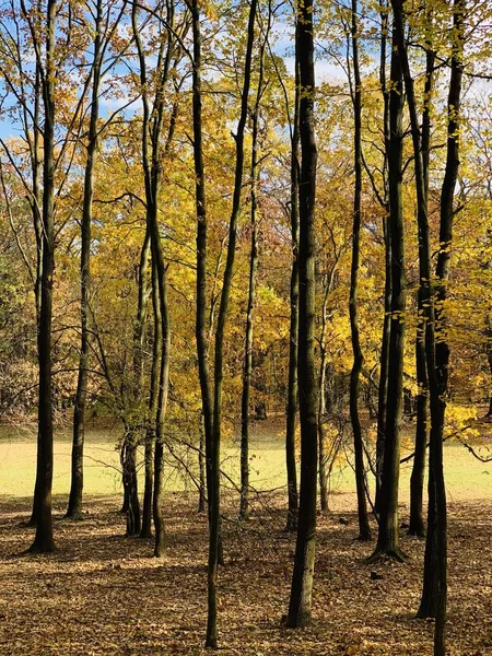 Indah Petir Pohon Pohon Waktu Musim Gugur — Stok Foto