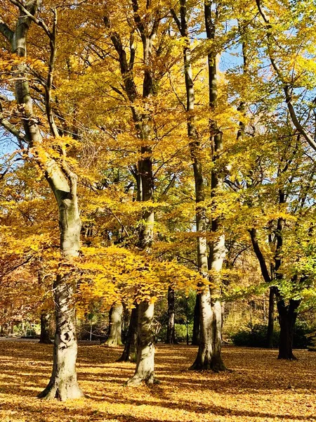 Beautiful Lightning Trees Fall Time — Stock Photo, Image