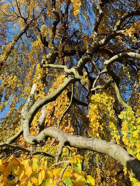 Ağaçlarda Güzel Yıldırım Düşme Zamanı — Stok fotoğraf