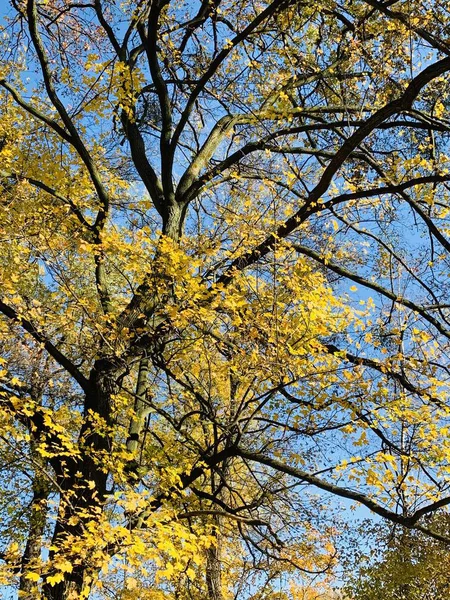 Hermoso Rayo Los Árboles Tiempo Otoño —  Fotos de Stock