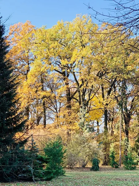 Bellissimo Fulmine Sugli Alberi Autunno — Foto Stock