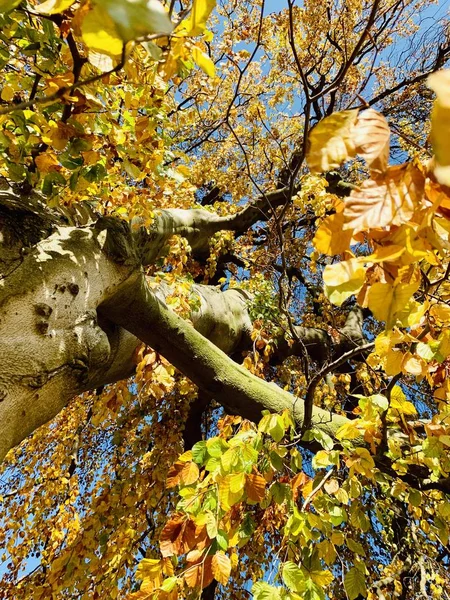 나무에 번개가 시간을 — 스톡 사진