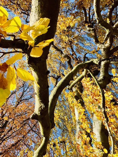 Schöne Blitze Bäumen Der Herbstzeit — Stockfoto