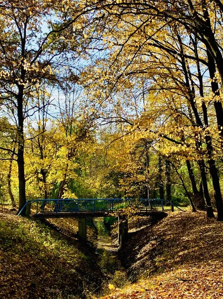 Hermoso Rayo Los Árboles Tiempo Otoño — Foto de Stock