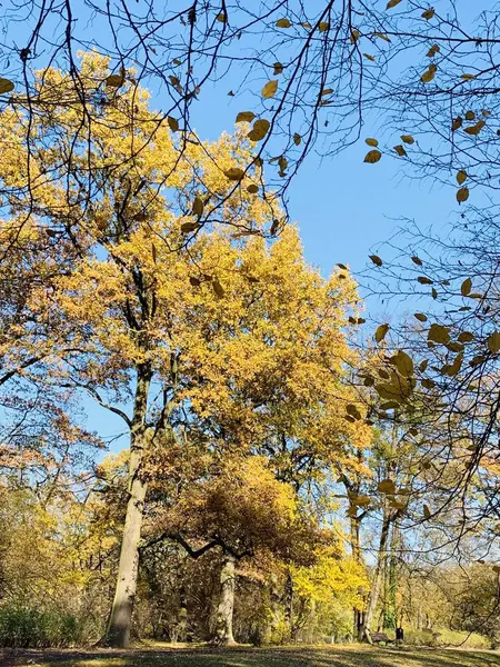 Belle Foudre Dans Les Arbres Automne — Photo