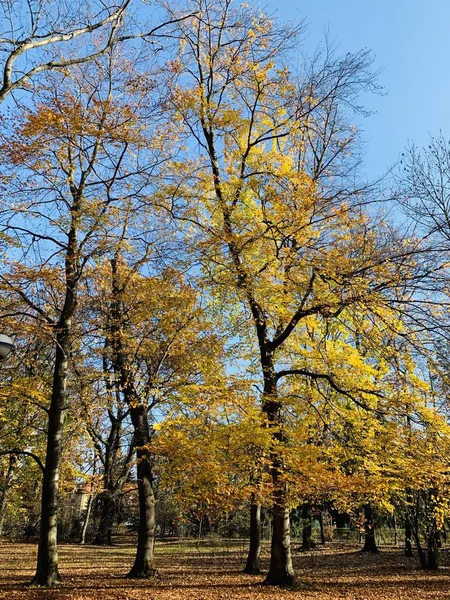 Schöne Blitze Bäumen Der Herbstzeit — Stockfoto