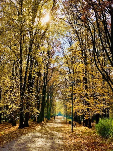 Bellissimo Fulmine Sugli Alberi Autunno — Foto Stock